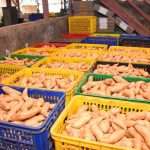 Ubi Jalar Jabar Tembus Pasar Singapura Pak Uu Kawal Pengiriman Perdana 10 Ton