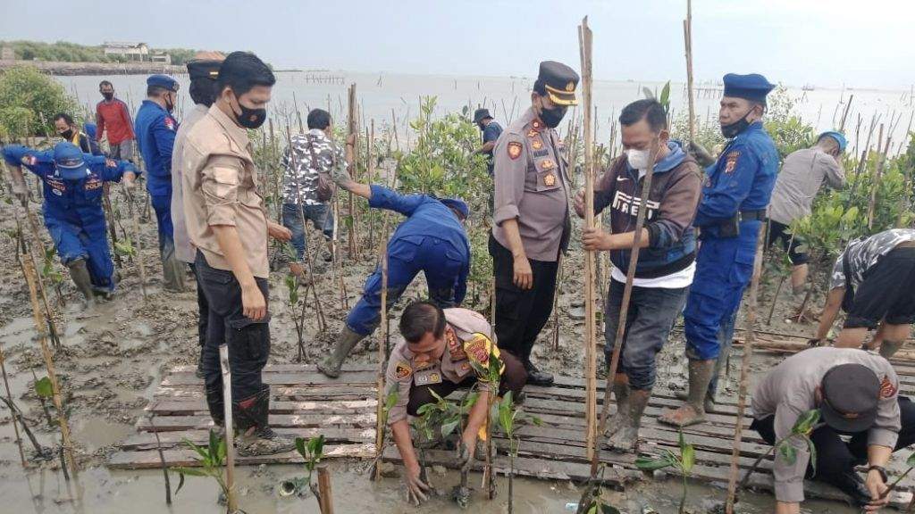 HUT Bhayangkara Ke-76, Polresta Cirebon Tanam Ribuan Mangrove di Pantai Baro Gebang