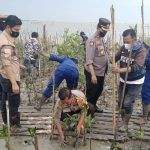 HUT Bhayangkara Ke-76, Polresta Cirebon Tanam Ribuan Mangrove di Pantai Baro Gebang