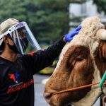 Hadapi Idul Adha, Jabar Siap Penuhi Kebutuhan Hewan Kurban Sehat