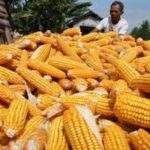 POTENSI JABAR SELATAN Hasil Jagung Sindangbarang Cianjur Mampu Dijual hingga Jateng dan Jatim