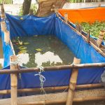 Diduga Adanya Praktik KKN Pada Program Ketahanan Pangan Desa Karang Anyar