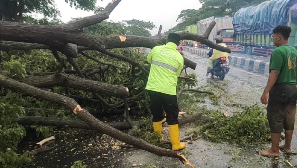 Sigap & Cepat! Polsek Gebang Evakuasi Pohon Tumbang di Jalur Pantura