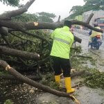 Sigap & Cepat! Polsek Gebang Evakuasi Pohon Tumbang di Jalur Pantura