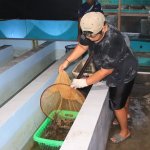 DKP Jabar Berhasil Lepas 300 Ekor Lobster ke Laut