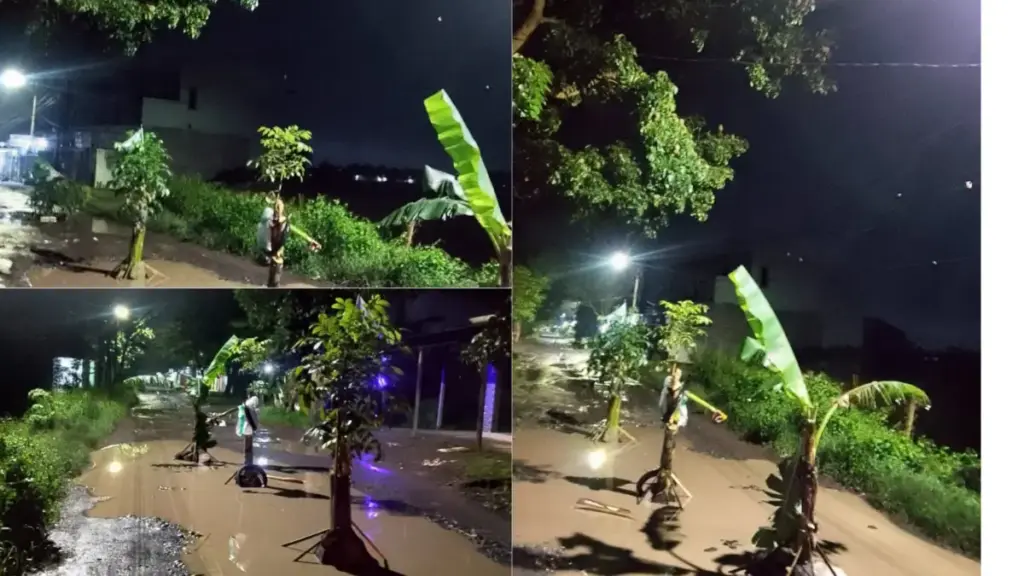 Tanam pohon pisang di jalan