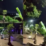 Tanam pohon pisang di jalan