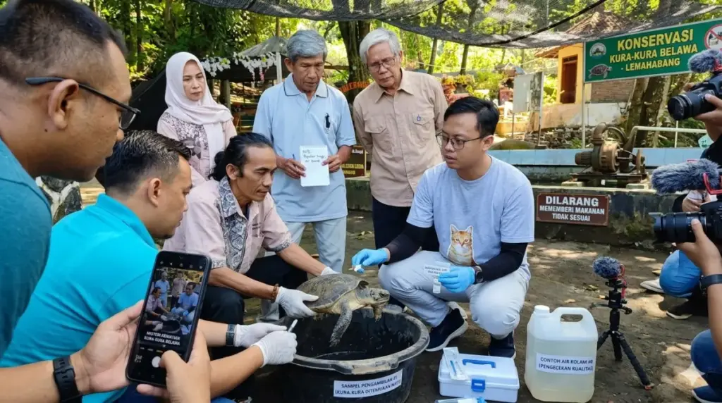 Kematian sejumlah kura-kura langka di Belawa