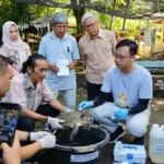 Kematian sejumlah kura-kura langka di Belawa