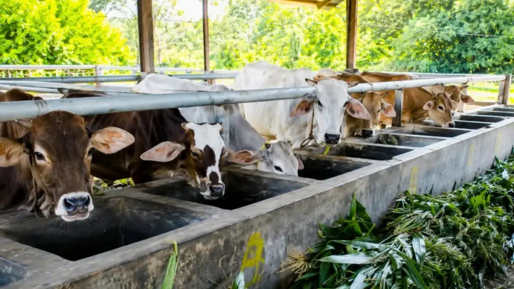 Anggaran Pakan Habis Sejak Maret, Lelang 41 Ekor Sapi Pemkab Cirebon Senilai Ratusan Juta Rupiah Gagal Total Sapi milik Pemda Cirebon gagal lelang karena kondisi