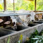 Anggaran Pakan Habis Sejak Maret, Lelang 41 Ekor Sapi Pemkab Cirebon Senilai Ratusan Juta Rupiah Gagal Total Sapi milik Pemda Cirebon gagal lelang karena kondisi