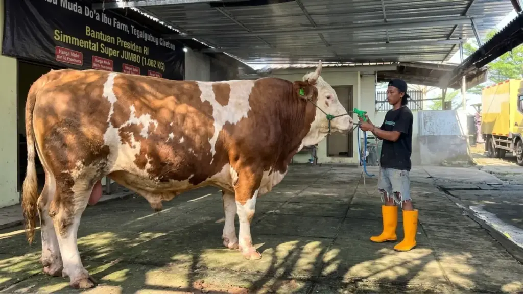 Iduladha 2026, Distan Cirebon Pastikan Sapi Kurban 1 Ton dari Presiden Prabowo Disembelih Kurban Presiden Prabowo