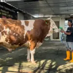 Iduladha 2026, Distan Cirebon Pastikan Sapi Kurban 1 Ton dari Presiden Prabowo Disembelih Kurban Presiden Prabowo