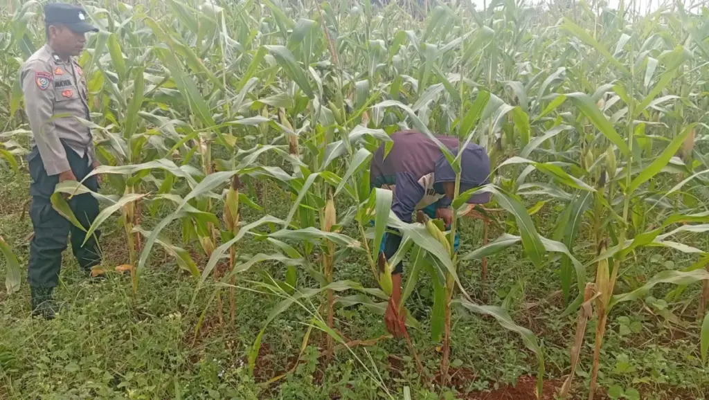 Jagung hibrida