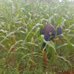Jagung hibrida