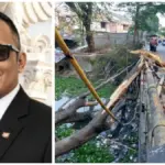 Pohon tumbang proyek sungai Sukalila timpa pemotor