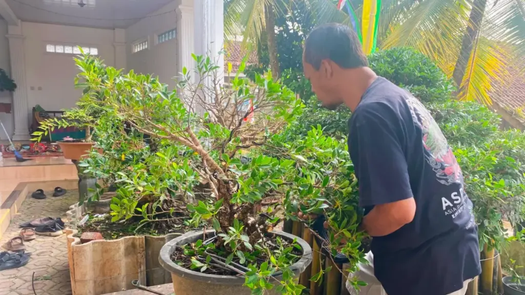 Seni merawat tanaman Bonsai