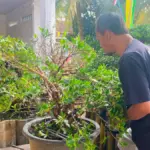 Seni merawat tanaman Bonsai
