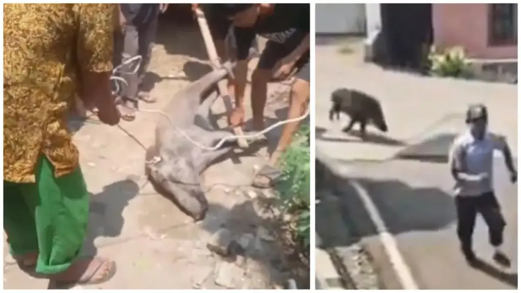 Babi Hutan Masuk Permukiman di Lemahabang Cirebon, Seorang Anggota Linmas Terluka Diterjang Satwa Liar Babi Hutan Masuk Permukiman di Lemahabang Cirebon, Seorang Anggota Linmas Terluka Diterjang Satwa Liar