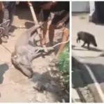 Babi Hutan Masuk Permukiman di Lemahabang Cirebon, Seorang Anggota Linmas Terluka Diterjang Satwa Liar
