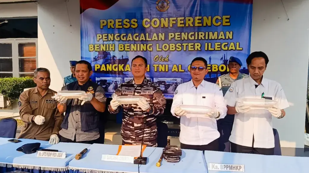 Gagalkan Penyelundupan, Lanal Cirebon Amankan 75.435 Benih Lobster Senilai Miliaran Rupiah Gagalkan Penyelundupan, Lanal Cirebon Amankan 75.435 Benih Lobster Senilai Miliaran Rupiah