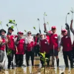 Peringati HUT ke-81, Ketua PMI Cirebon Dorong Pelestarian Ekosistem Pesisir Lewat Aksi Hijau